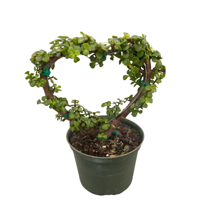 6" Portulacaria Afra Green Heart topiary